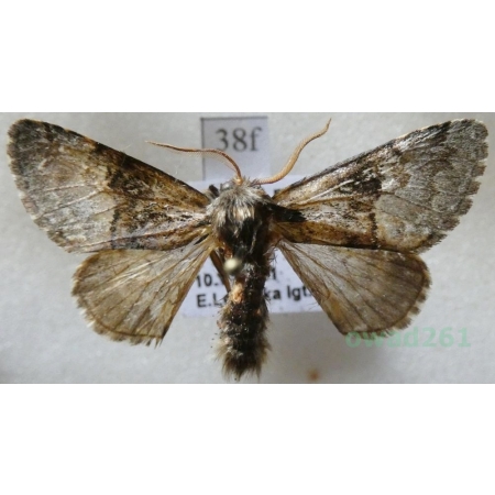 Colocasia coryli (Linnaeus, 1758) Połacica leszczynówka Czech38f